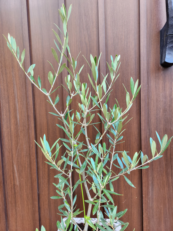 大きめ♪オリーブの木　エルグレコ　スクエア型テラコッタ鉢植え　苗　シンボルツリー 2枚目の画像