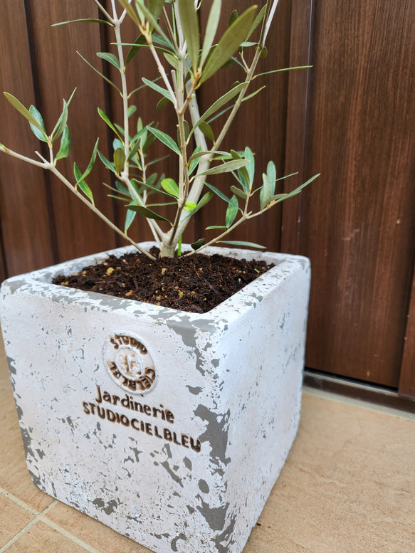 大きめ♪オリーブの木　エルグレコ　スクエア型テラコッタ鉢植え　苗　シンボルツリー 5枚目の画像