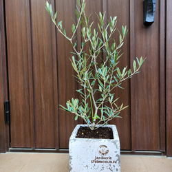 大きめ♪オリーブの木　エルグレコ　スクエア型テラコッタ鉢植え　苗　シンボルツリー 1枚目の画像