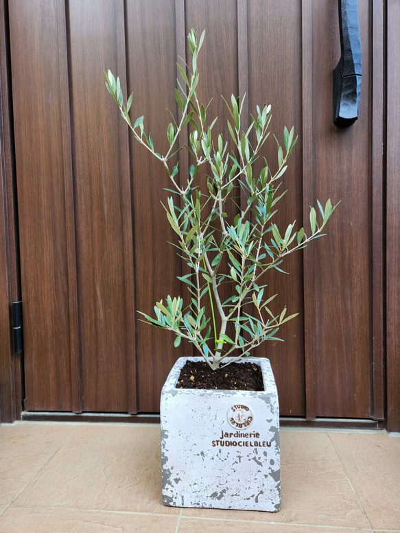 大きめ♪オリーブの木　エルグレコ　スクエア型テラコッタ鉢植え　苗　シンボルツリー 1枚目の画像