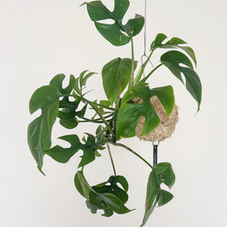 空飛ぶ植物 ☆彡 苔玉ハンギンググリーン  ヒメモンステラ　観葉植物　贈り物に 1枚目の画像