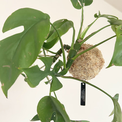 空飛ぶ植物 ☆彡 苔玉ハンギンググリーン  ヒメモンステラ　観葉植物　贈り物に 3枚目の画像