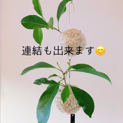 空飛ぶ植物 ☆彡 苔玉ハンギンググリーン  ヒメモンステラ　観葉植物　贈り物に 7枚目の画像