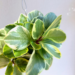 空飛ぶ植物 ☆彡 苔玉ハンギンググリーン  ペペロミアオブツシフォリア（斑入り）　観葉植物　贈り物に 2枚目の画像