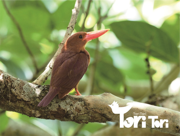 ToriTori大阪泉州製4重ガーゼハンカチ　アカショウビン　サイズ34ｃｍ角　綿100％　大阪泉州製 3枚目の画像