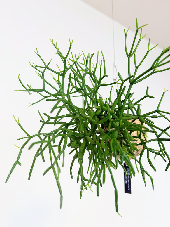 空飛ぶ植物 ☆彡 苔玉ハンギンググリーン  森のサボテン　ハティオラ・サリコルニオイデス　 2枚目の画像