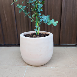 再販♡ ユーカリグニー　テラコッタ鉢植え　苗　シンボルツリー 5枚目の画像