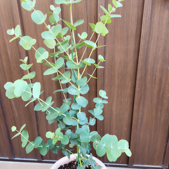 再販♡ ユーカリグニー　テラコッタ鉢植え　苗　シンボルツリー 4枚目の画像