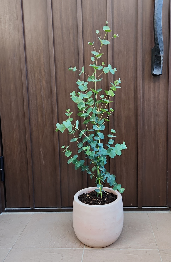 再販♡ ユーカリグニー　テラコッタ鉢植え　苗　シンボルツリー 1枚目の画像
