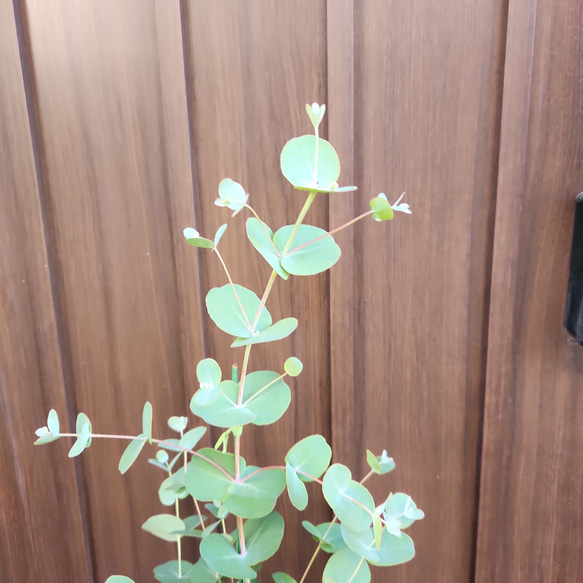再販♡ ユーカリグニー　テラコッタ鉢植え　苗　シンボルツリー 3枚目の画像