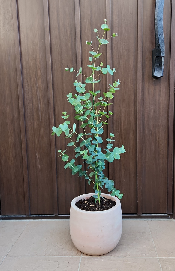 再販♡ ユーカリグニー　テラコッタ鉢植え　苗　シンボルツリー 6枚目の画像