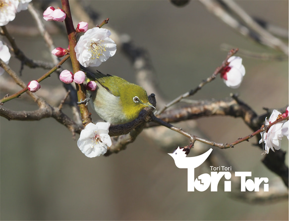 ToriTori大阪泉州製３重ガーゼハンカチ　メジロ　サイズ30ｃｍ角　綿100％　大阪泉州製 4枚目の画像