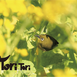 ToriTori大阪泉州製３重ガーゼハンカチ　メジロ　サイズ30ｃｍ角　綿100％　大阪泉州製 3枚目の画像