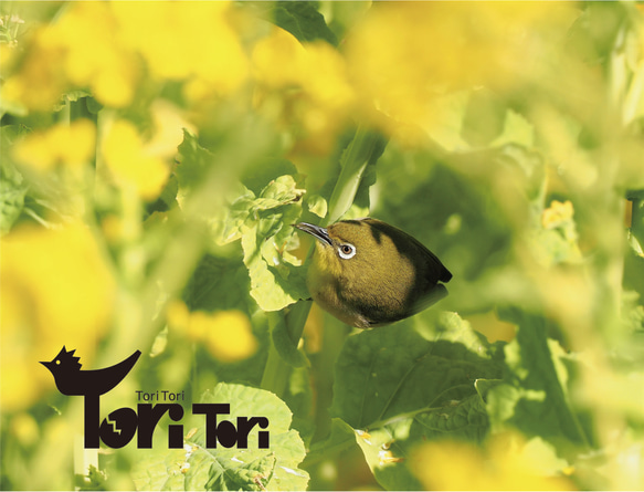 ToriTori大阪泉州製３重ガーゼハンカチ　メジロ　サイズ30ｃｍ角　綿100％　大阪泉州製 3枚目の画像