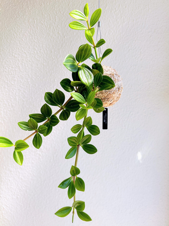 空飛ぶ植物 ☆彡 苔玉ハンギンググリーン  ペペロミア・フェアリー　観葉植物　贈り物に 2枚目の画像