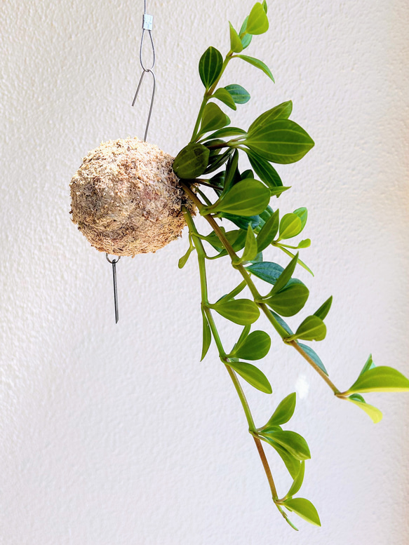 空飛ぶ植物 ☆彡 苔玉ハンギンググリーン  ペペロミア・フェアリー　観葉植物　贈り物に 3枚目の画像