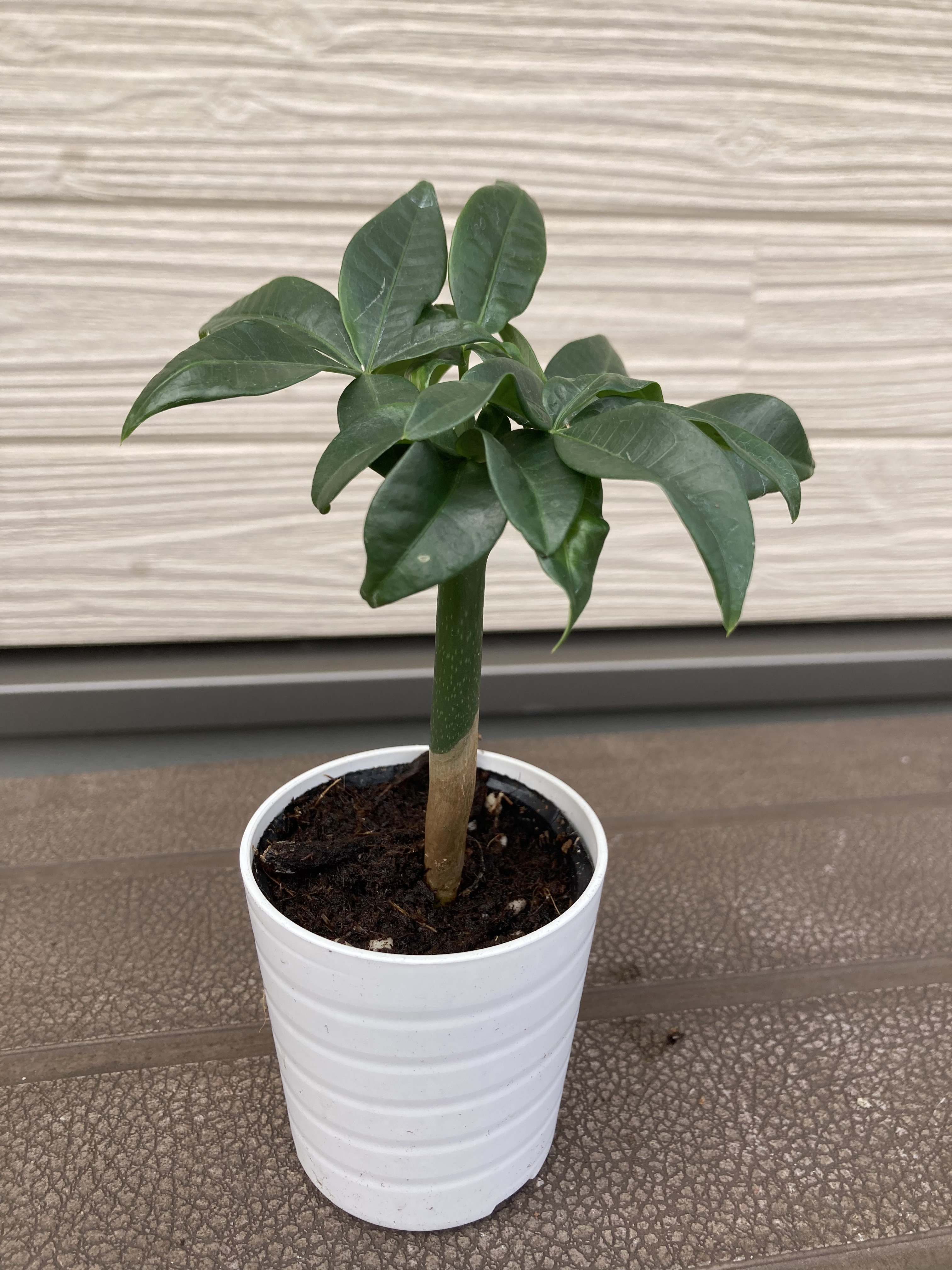 実生パキラ ☆観葉植物☆ アートフラワー njt1 通販 17486481