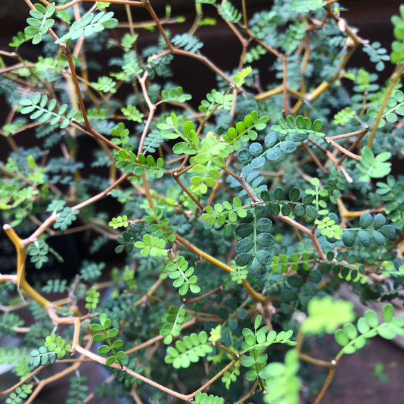 ソホラリトル♡小さな葉っぱの木♡観葉植物♡インテリア 14枚目の画像