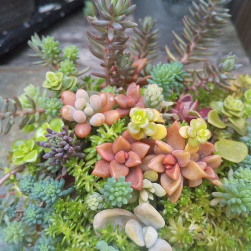多肉植物寄せ植え♡♡モリモリ寄せ植え♡♡ Amazon.co.jp: カラフル＆モリモリ多肉植物寄せ植えセット⑨