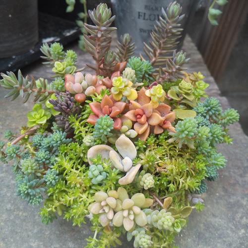 多肉植物 セダムの森の寄せ植え 多肉植物 ミクロ 通販 17487619