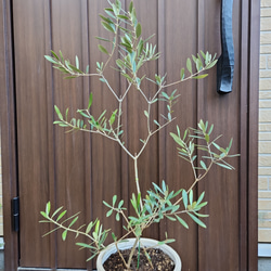 オリーブの木　ネバディロブランコ　ホワイト×ゴールド花柄テラコッタ鉢植え　苗 5枚目の画像