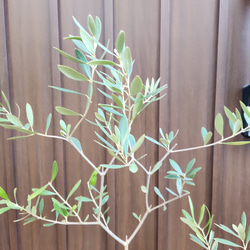 オリーブの木　ネバディロブランコ　ホワイト×ゴールド花柄テラコッタ鉢植え　苗 2枚目の画像