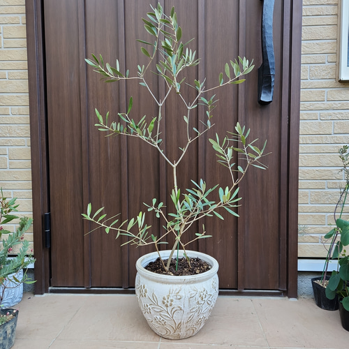 オリーブ ネバディロブランコ デザインテラコッタ鉢植え 苗木 お洒落