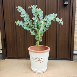 再販♡可愛い♪パールアカシア　テラコッタ鉢植え　カラーリーフ　オージープランツ苗　苗木 6枚目の画像