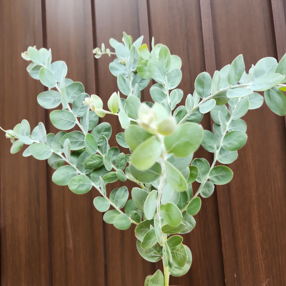再販♡可愛い♪パールアカシア　テラコッタ鉢植え　カラーリーフ　オージープランツ苗　苗木 3枚目の画像