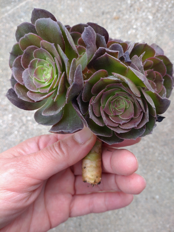 多肉植物 アエオニウム 黒天使 ブラックエンジェル 木立群生株 1