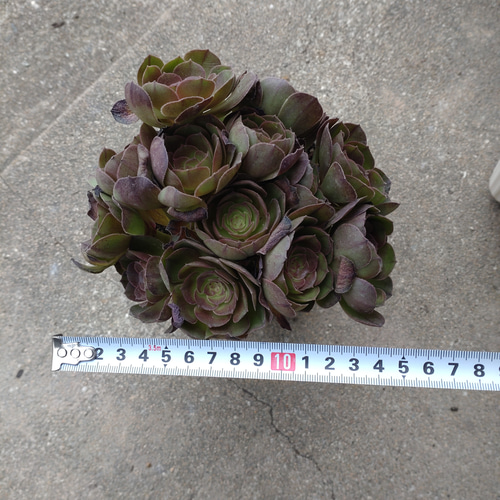 19#多肉植物アエオニウム❤️ブラックマジック❤️25頭17cm 拔き苗 19