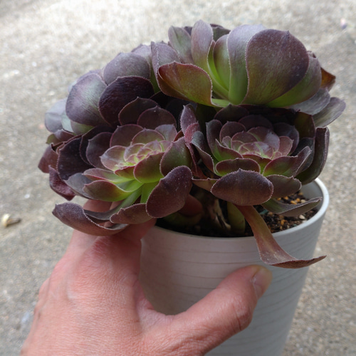 19#多肉植物アエオニウム❤️ブラックマジック❤️25頭17cm 拔き苗 多肉植物 アエオニウム 黒天使 ブラックエンジェル 木立群生株 1