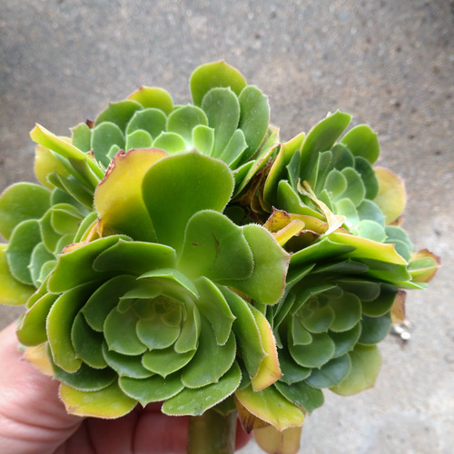 超希少 多肉植物 新品種 Aeonium 白鳳錦 特特大群生 直径約18cm