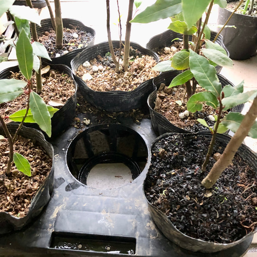 幹太め 月桂樹 ローリエ その他インテリア雑貨 PLANTS SHOP OLIVE 通販