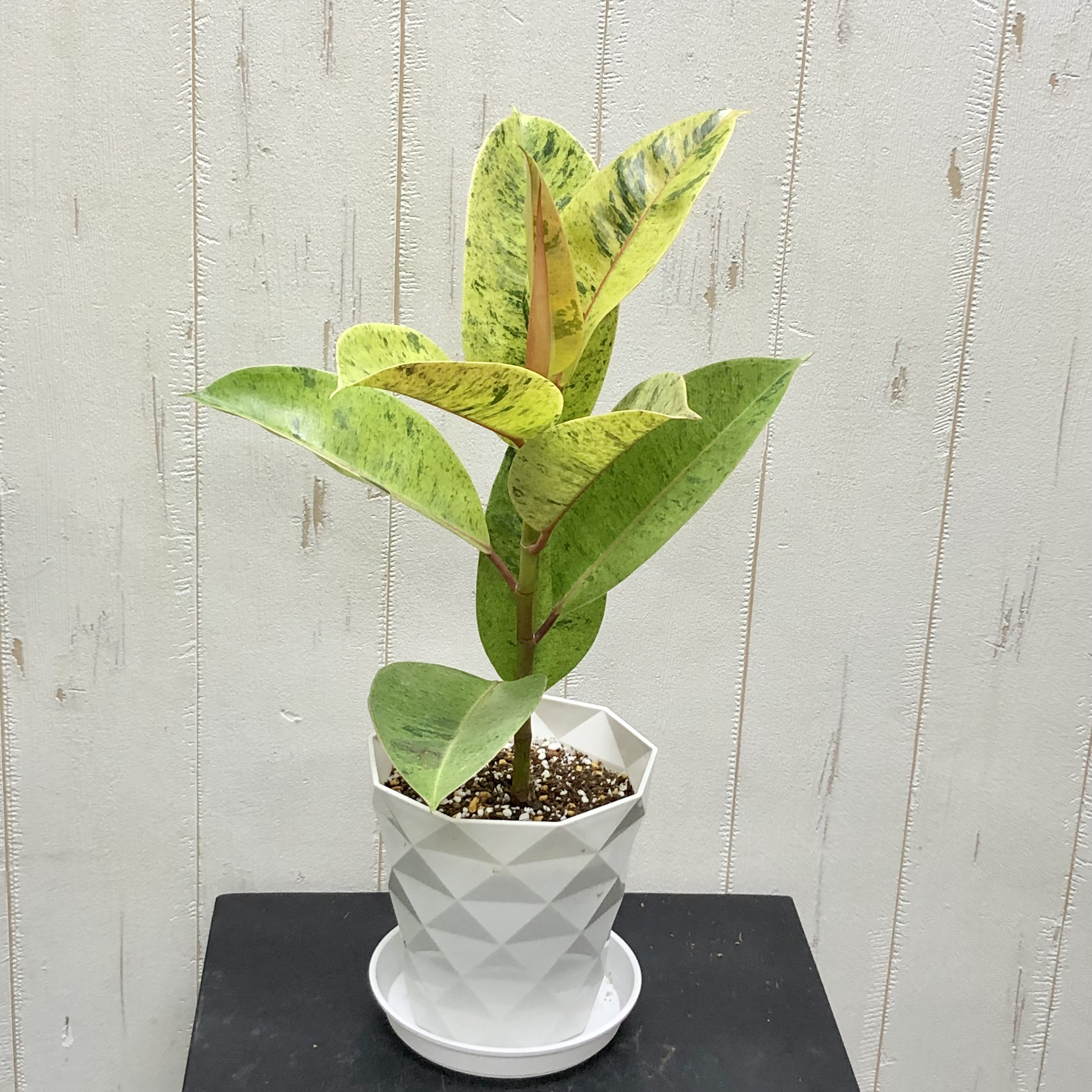 希少 迷彩柄 フィカス エラスティカ ジン その他インテリア雑貨 PLANTS 