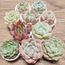 多肉植物　強い子セット⑩ お値下げ♪ 苗 多肉植物 ミックス1寸 (1号 3cmポット) 72個 セット (ケース