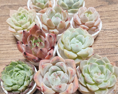 多肉植物 10苗セット 名前付き (カット苗)【エケベリア】 多肉