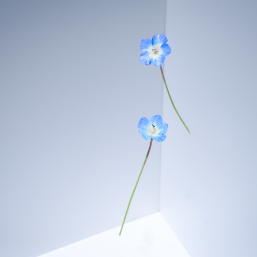 再販）ネモフィラ グラデーションブルー 5本 Midi ✿クレイフラワーNO