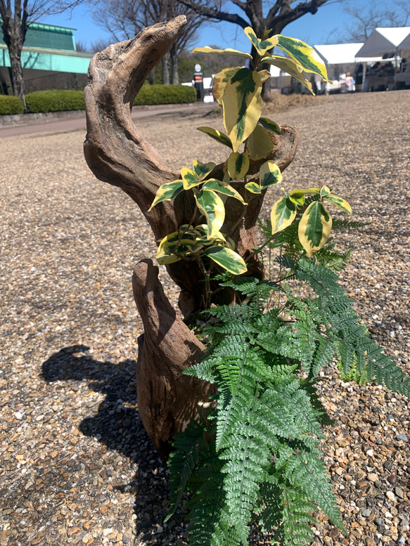 流木盆栽　斑入りグミとトキワシノブの風景 2枚目の画像
