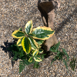 流木盆栽　斑入りグミとトキワシノブの風景 6枚目の画像