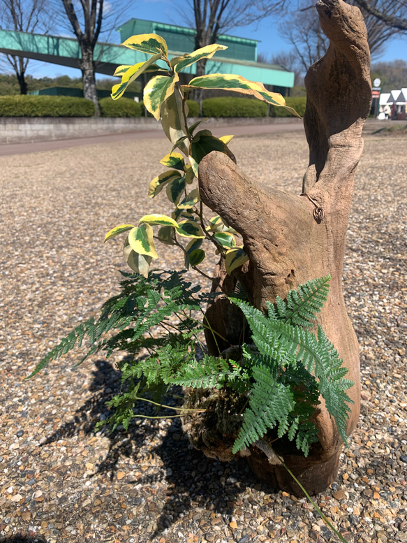 流木盆栽　斑入りグミとトキワシノブの風景 5枚目の画像