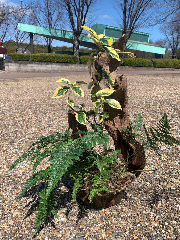 流木盆栽　斑入りグミとトキワシノブの風景 1枚目の画像