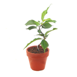 サツキ（品種 孫姫 毎年咲きます ミニ盆栽 盆栽 小品盆栽 まごひめ