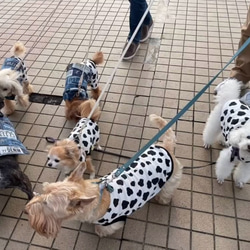 ハンドメイド犬服　ホルスタイン柄　タンクトップ　スムースニット　オーダー頁　牛になろうよフレブルサイズあります 13枚目の画像