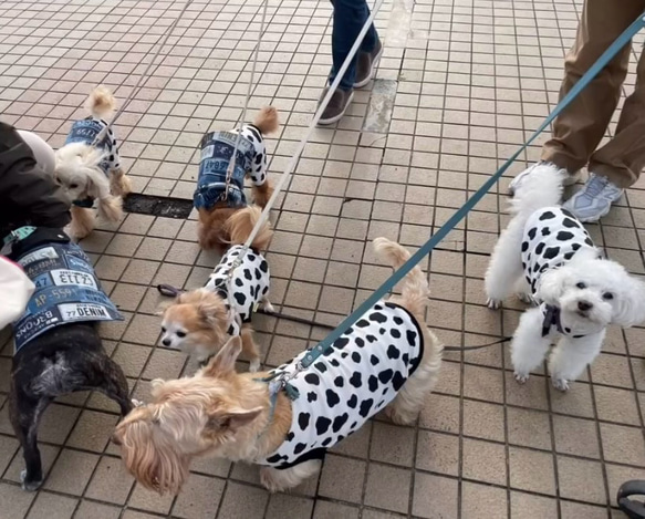 ハンドメイド犬服　ホルスタイン柄　タンクトップ　スムースニット　オーダー頁　牛になろうよフレブルサイズあります 13枚目の画像