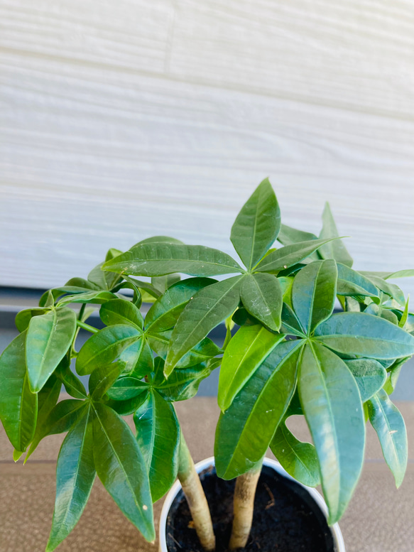 実生パキラ　2株まとめてセット　☆観葉植物 2枚目の画像