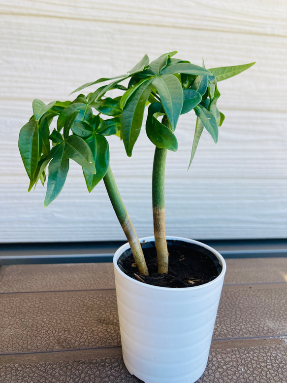 高質で安価 2株まとめてセット 実生パキラ ☆観葉植物 njt1 アートフラワー パキラ