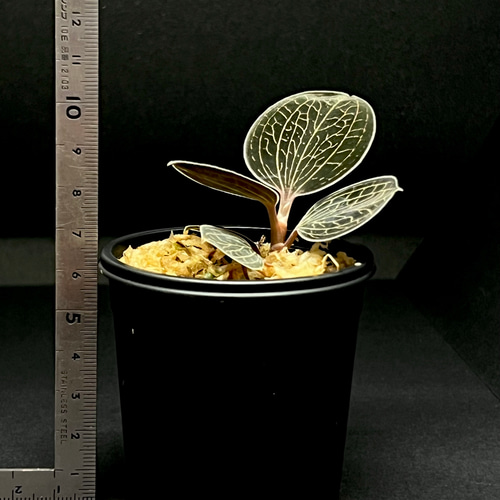 観葉植物】ジュエルオーキッド 宝石蘭【アネクトキルス ローウィー