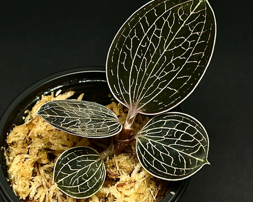 観葉植物】ジュエルオーキッド 宝石蘭【アネクトキルス ローウィー