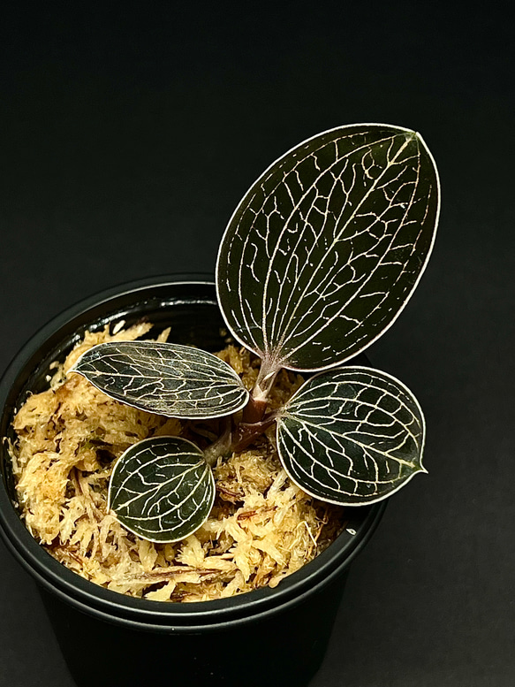 観葉植物】ジュエルオーキッド 宝石蘭【アネクトキルス ローウィー